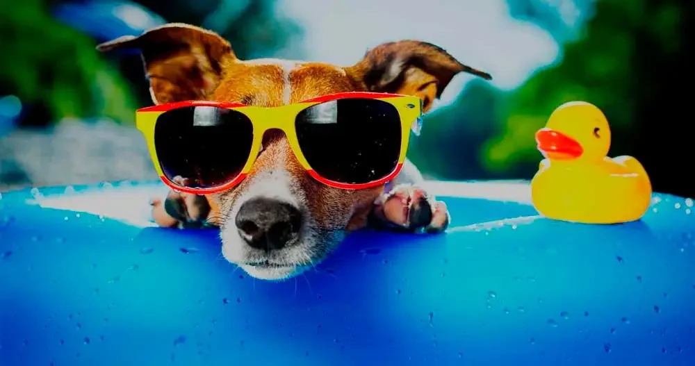 5-dicas-para-voce-escolher-um-hotel-para-cachorro-em-sao-paulo-g