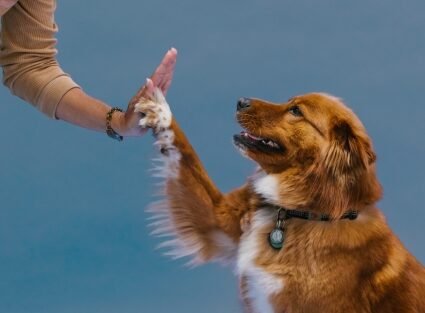 hotel para cachorros adestramento thumb