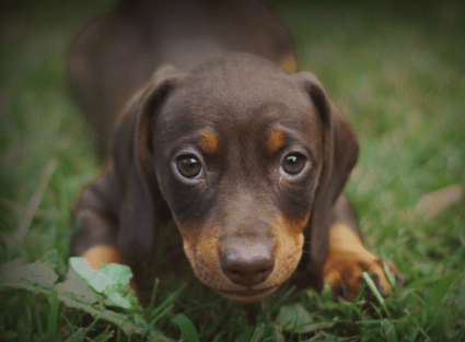 hotel-para-cachorro-creche