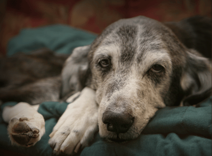 hotel para cachorro lar permanente