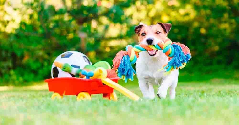 Hospedagem Canina em Aldeia da Serra, Barueri - SP