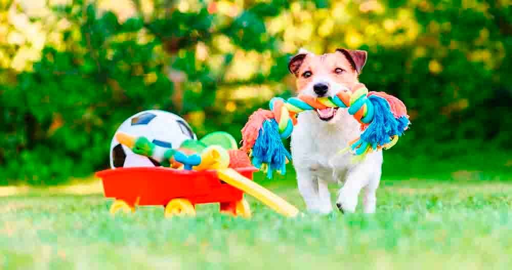 Hospedagem Canina em Barueri - SP