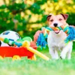 Hospedagem Canina em Barueri – SP