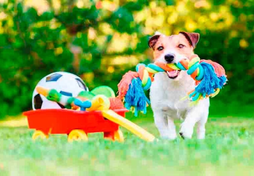 Hospedagem Canina em Barueri - SP