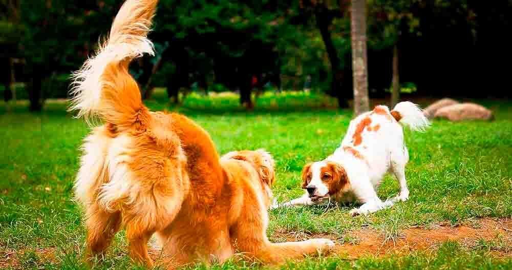 Hospedagem Canina em Santana de Parnaíba - SP