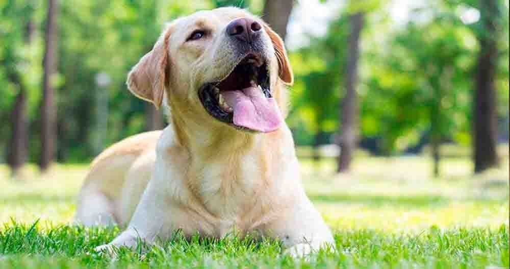 Hospedagem Canina na Morada das Flores, Aldeia da Serra - SP