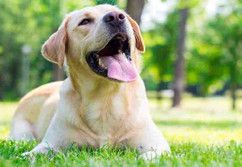 Hospedagem Canina na Morada das Flores, Aldeia da Serra - SP