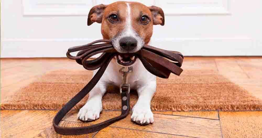 Hospedagem Canina na morada dos Pássaros, Aldeia da Serra - SP