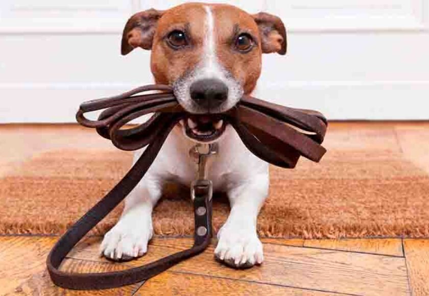 Hospedagem Canina na morada dos Pássaros, Aldeia da Serra - SP