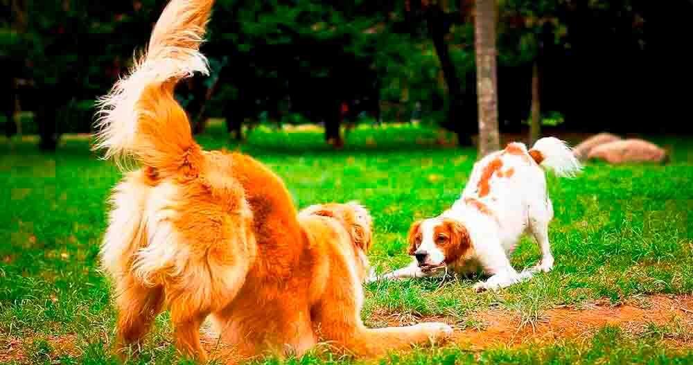 Hospedagem Canina na Morada dos Pinheiros, Aldeia da Serra - SP