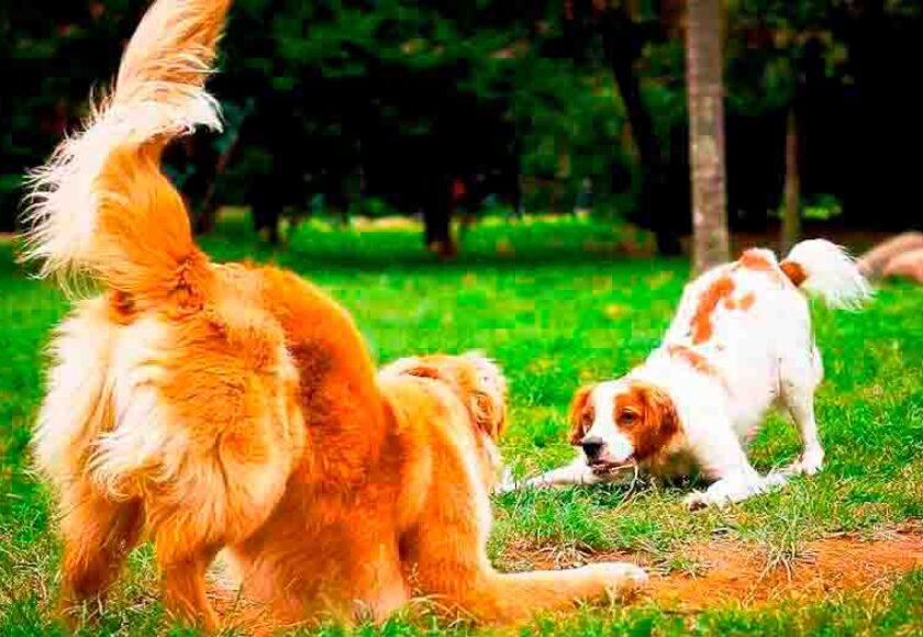 Hospedagem Canina na Morada dos Pinheiros, Aldeia da Serra - SP