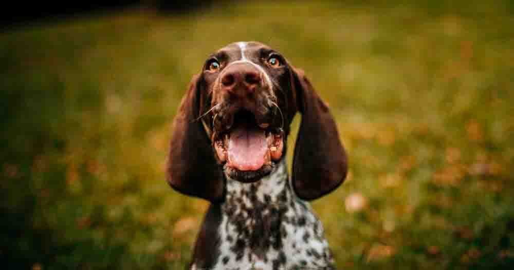 Hospedagem Canina na Zona Oeste de São Paulo - SP