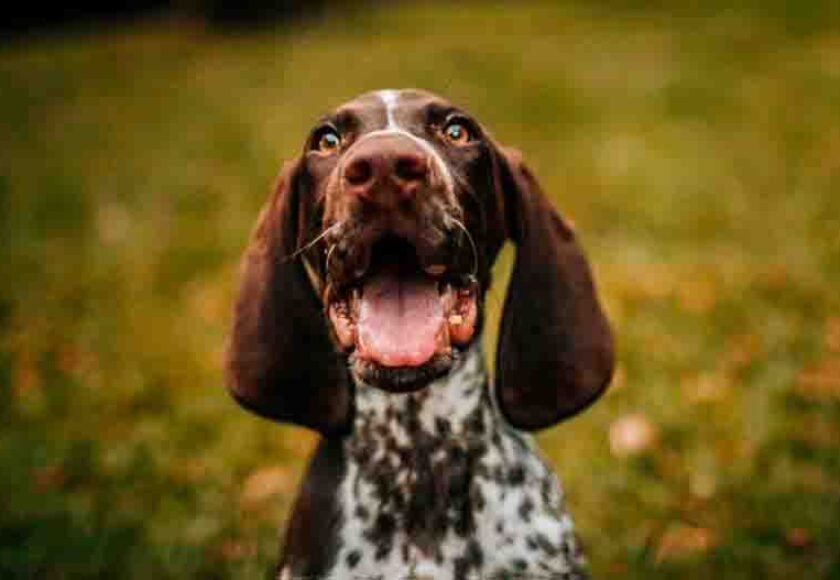 Hospedagem Canina na Zona Oeste de São Paulo - SP