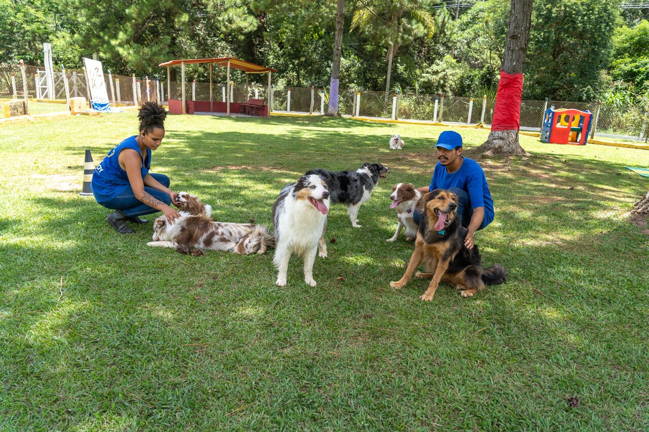 hotel para cachorro 10 1