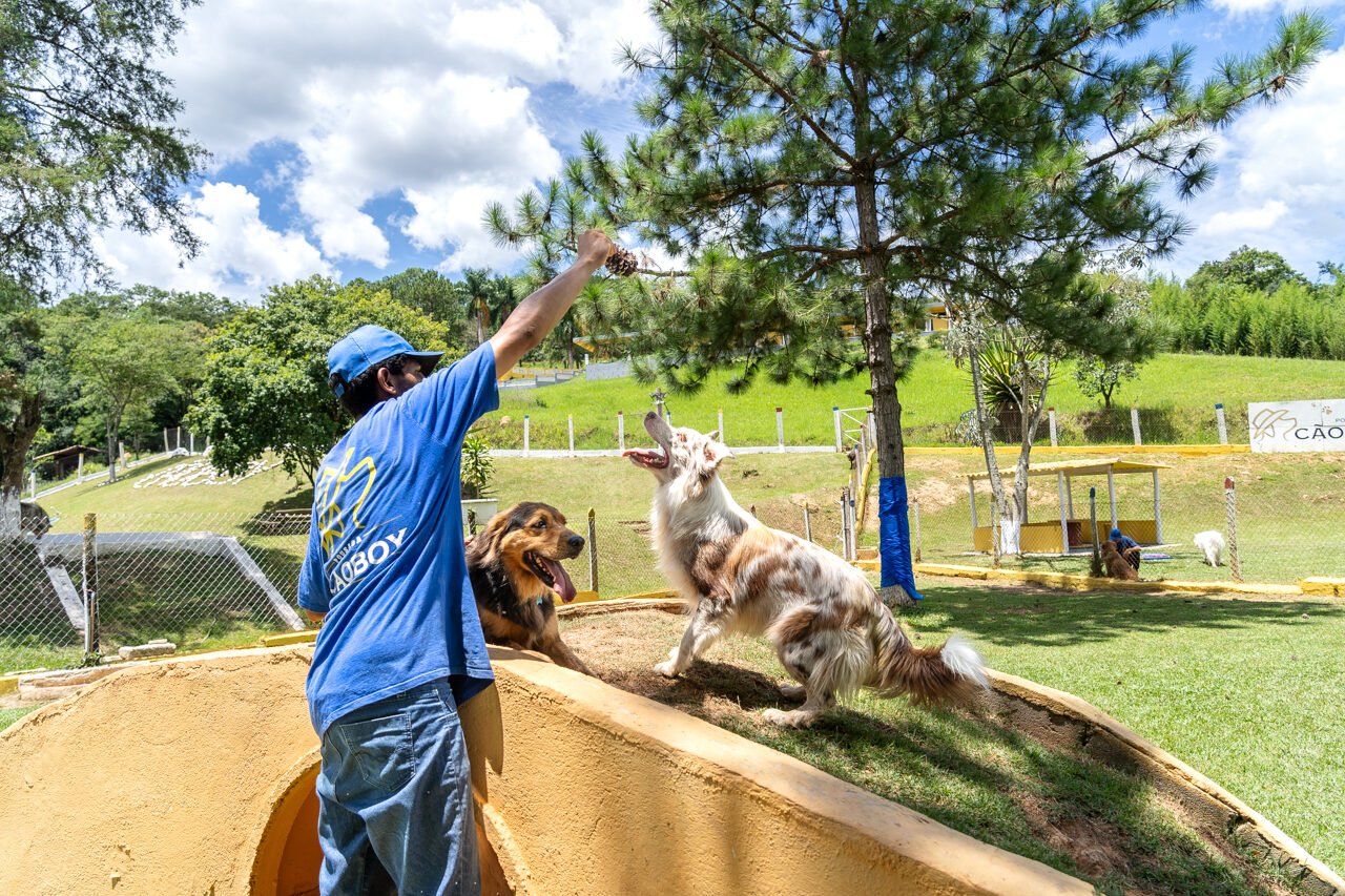 hotel para cachorro 14 1