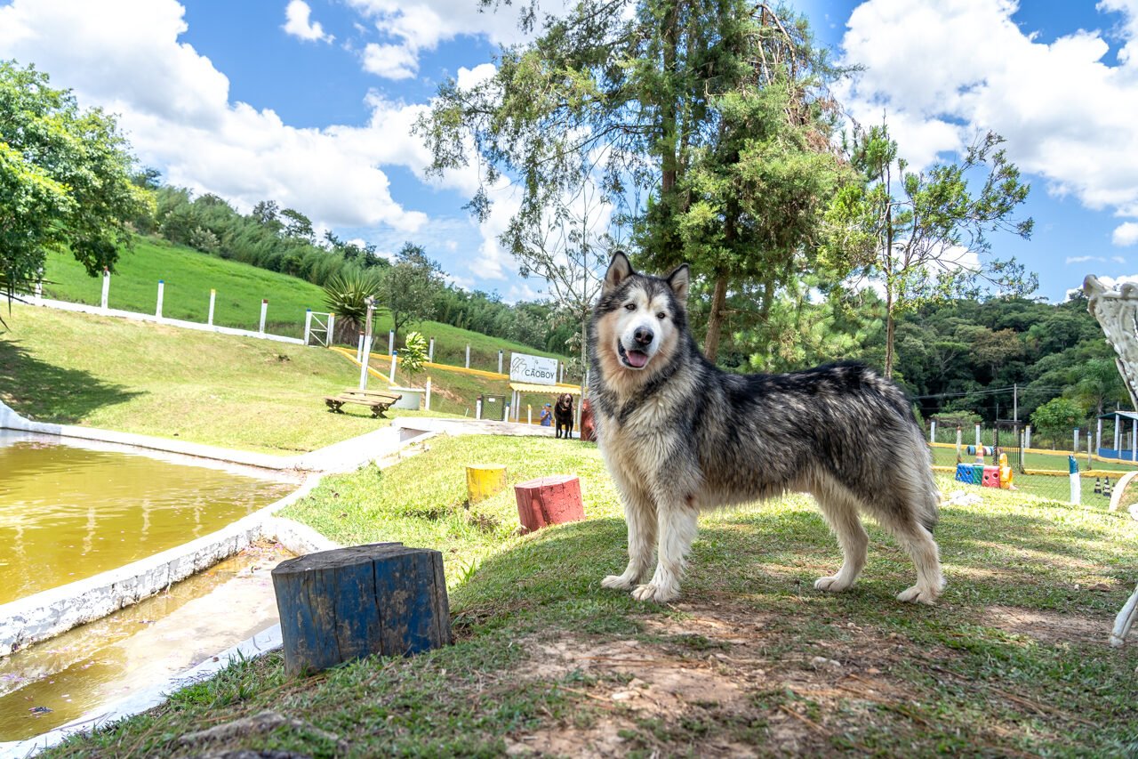 hotel para cachorro 16 1