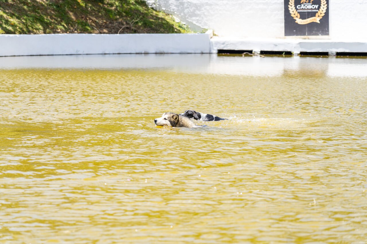 hotel para cachorro 19