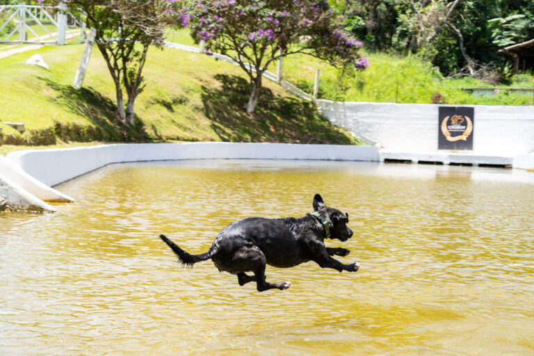Quanto custa uma diária de hotel para cachorro? 6 hotel-para-cachorro-21