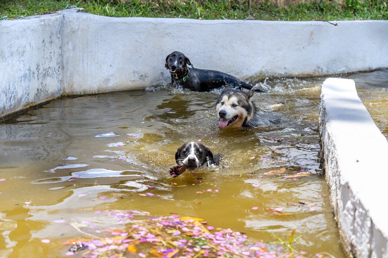 hotel para cachorro 27