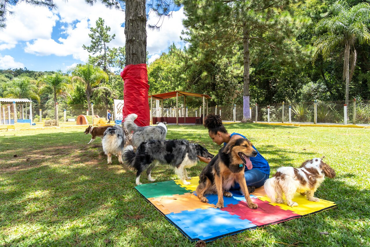 hotel para cachorro 3 1