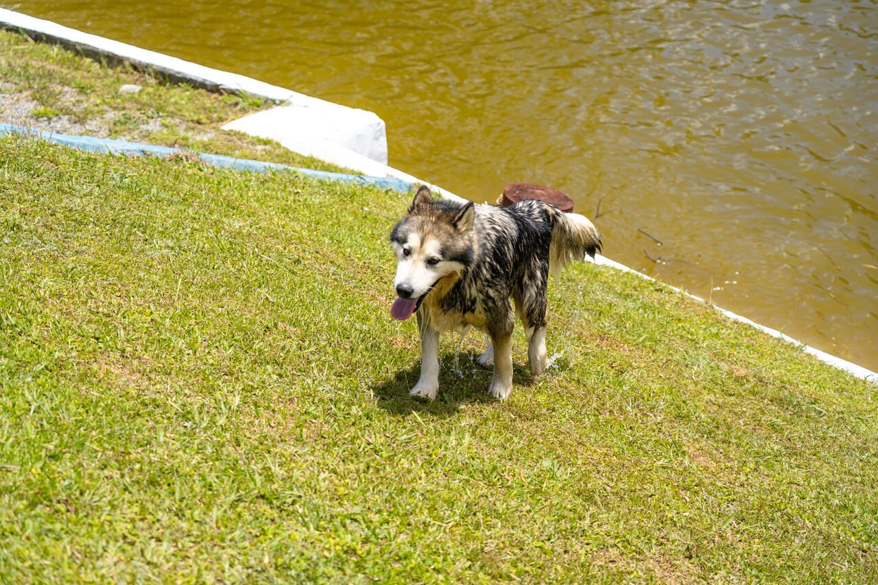 hotel para cachorro 30 1