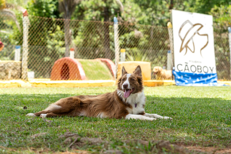 Quanto custa uma diária de hotel para cachorro? 4 hotel-para-cachorro-4