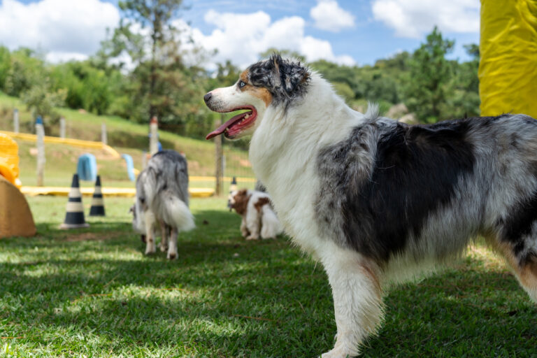 Quanto custa uma diária de hotel para cachorro? 5 hotel-para-cachorro-7