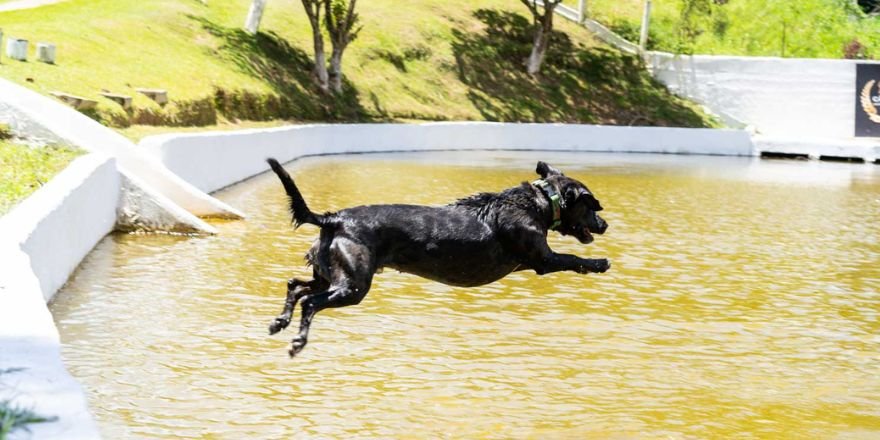 hotel para cachorro atividades lago