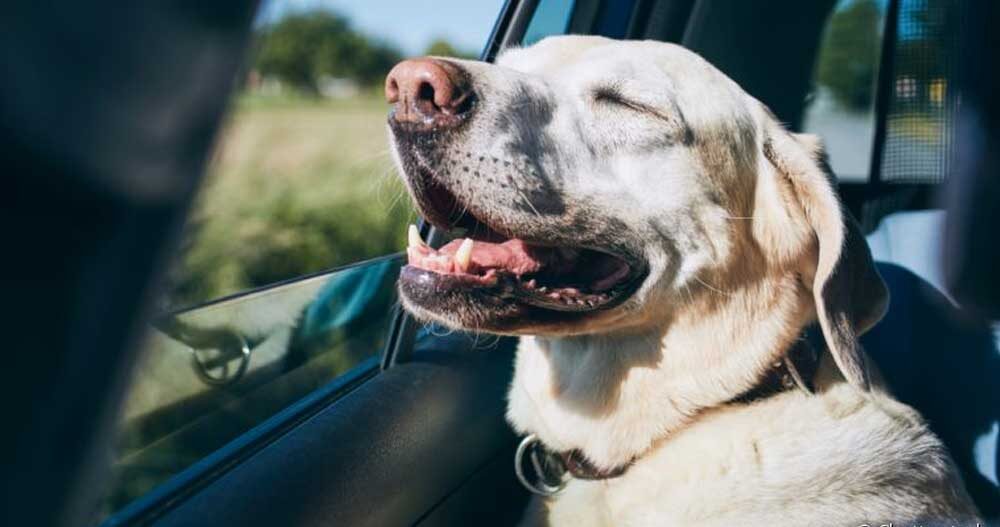 Blog- Hotel para cachorro em São Paulo 23 Hotel para cachorro em Barueri