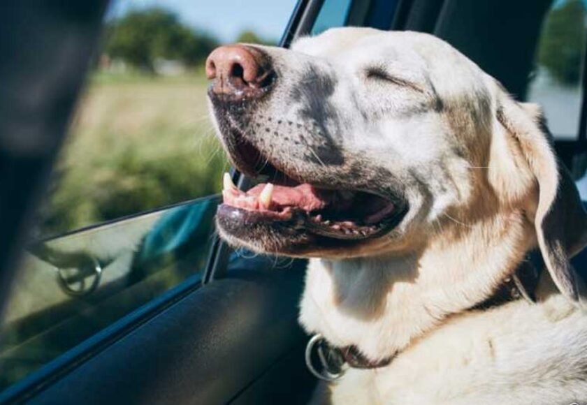 Hotel para cachorro em Barueri