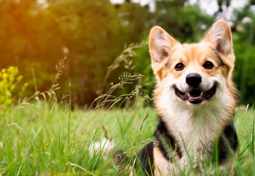 Hotel para cachorro em Lauzane Paulista - SP