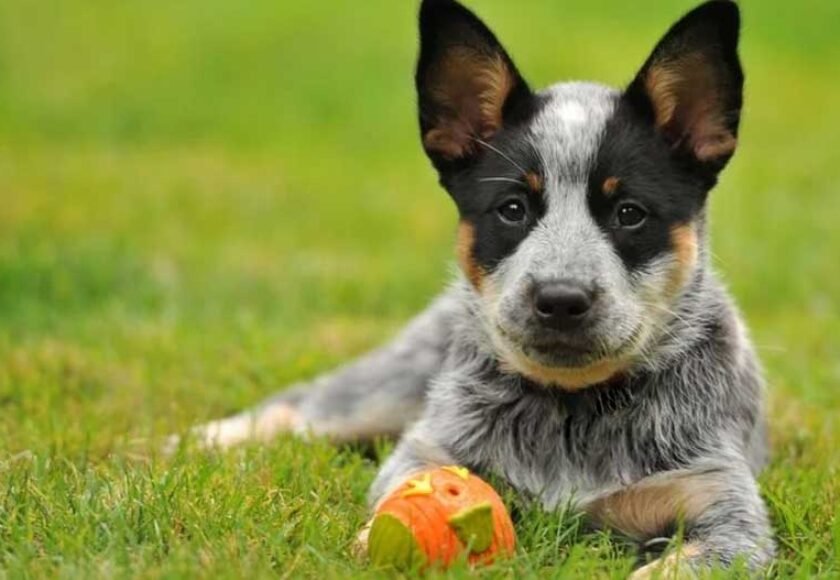 Hotel para cachorro em Morada das Flores, Aldeia da Serra - SP