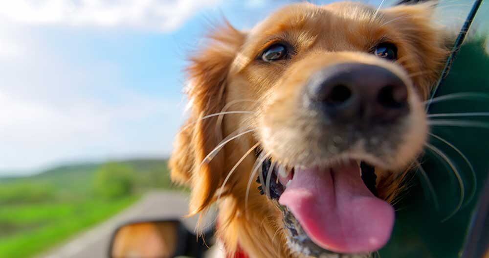 Blog- Hotel para cachorro em São Paulo 21 Hotel para cachorro em Osasco - SP