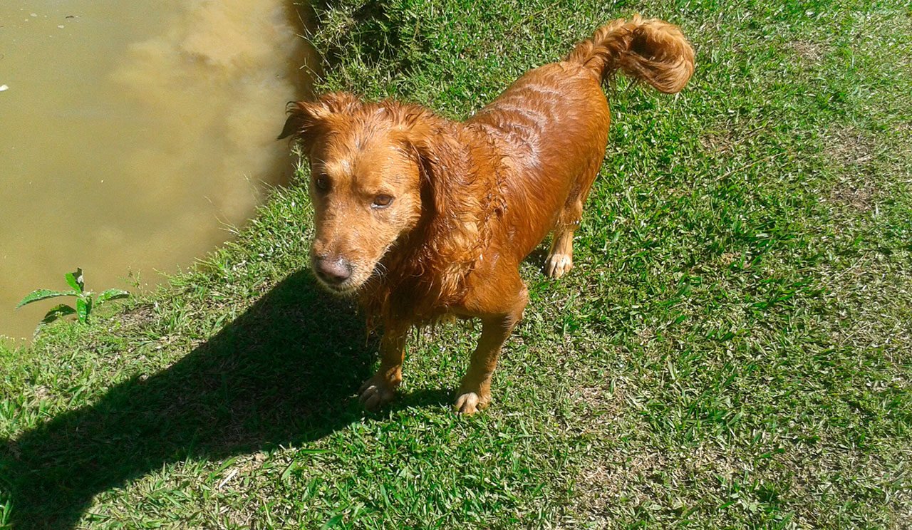 hotel para cachorro itu sp 03