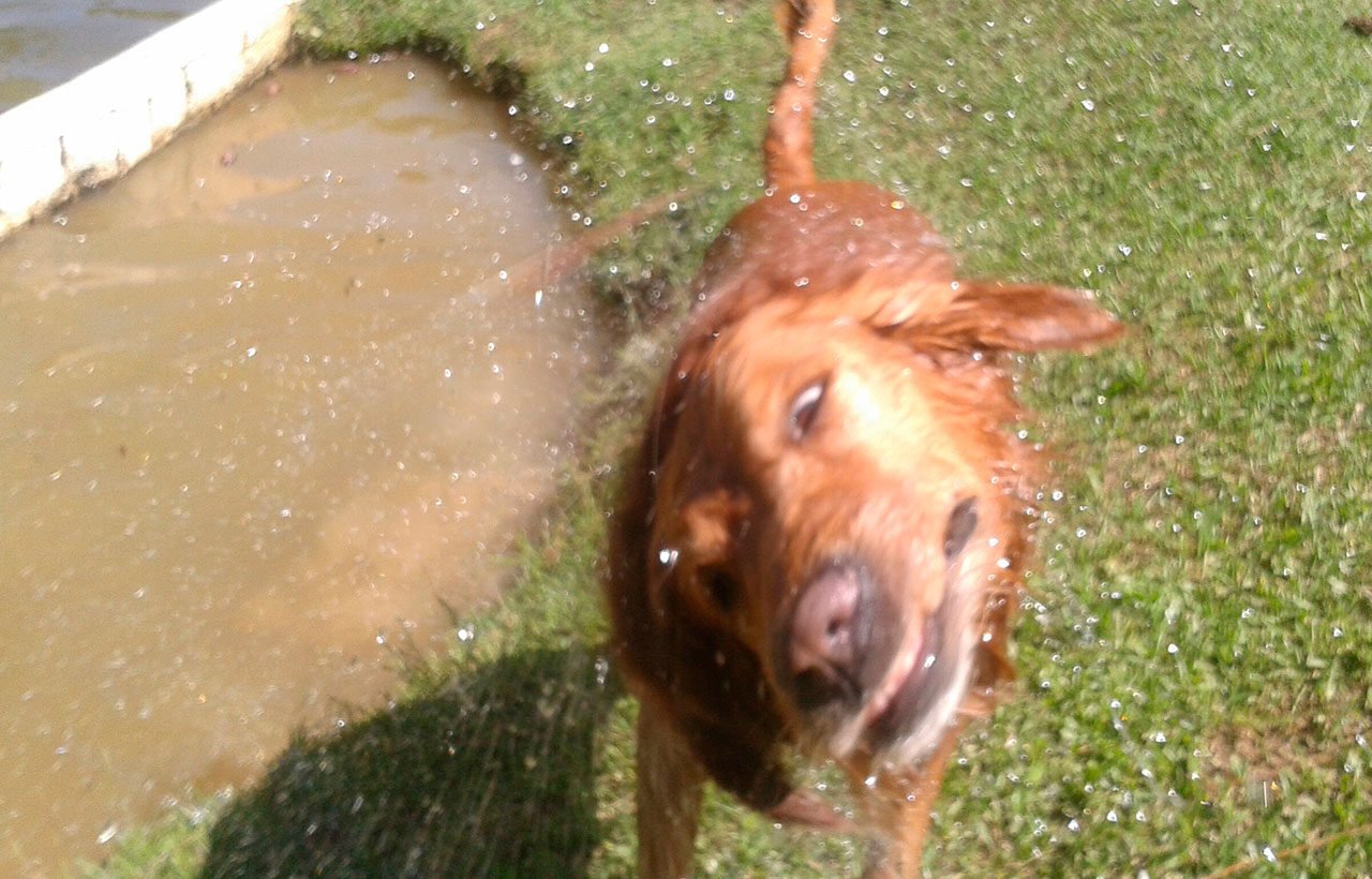 hotel para cachorro itu sp 04