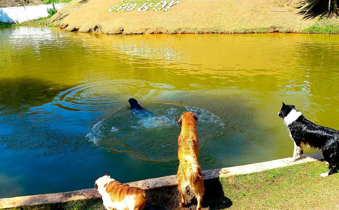 hotel para cachorro itu sp 15