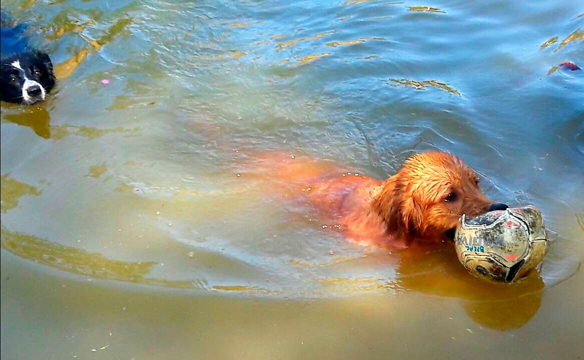 hotel para cachorro itu sp 16