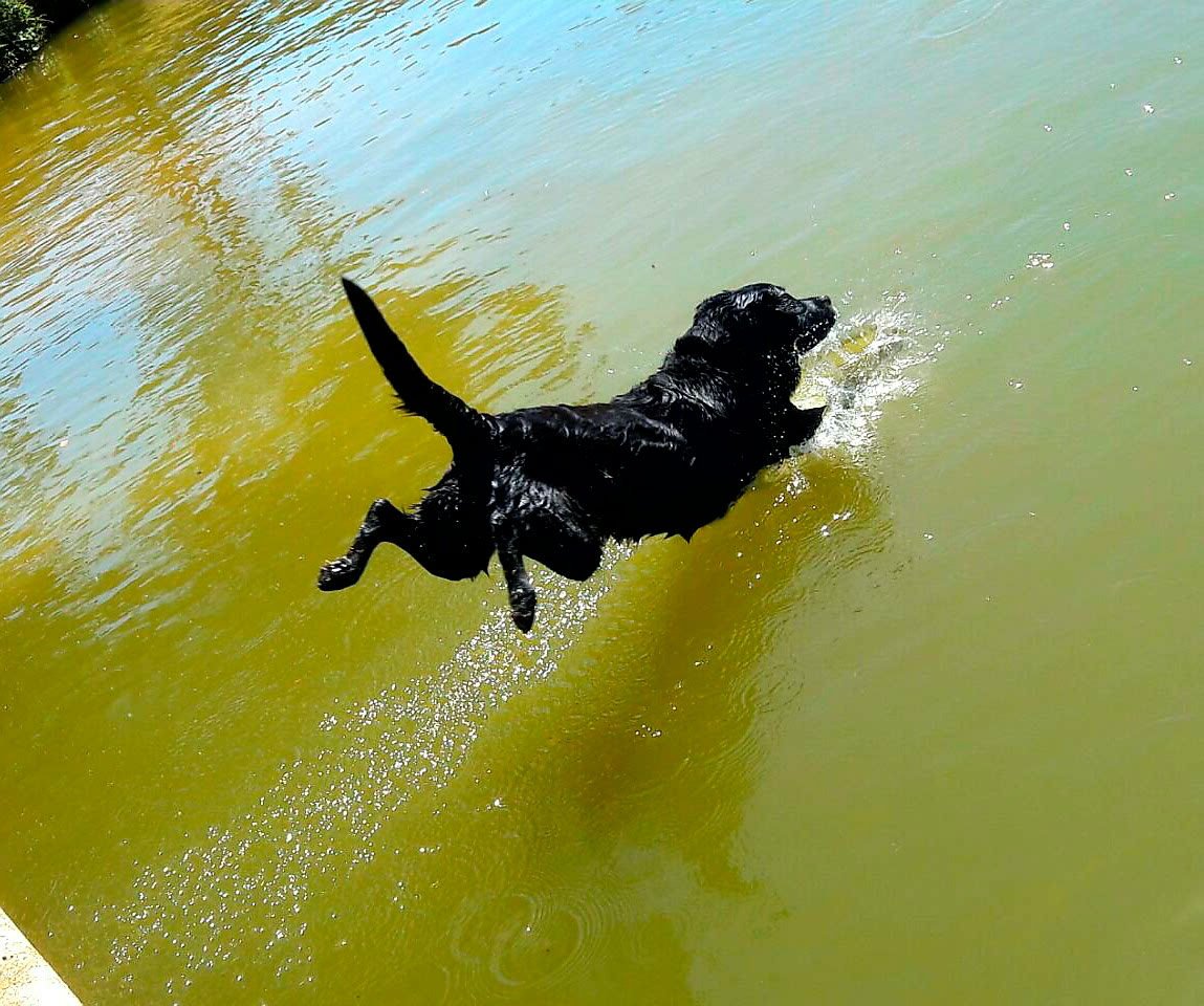 hotel para cachorro itu sp 18