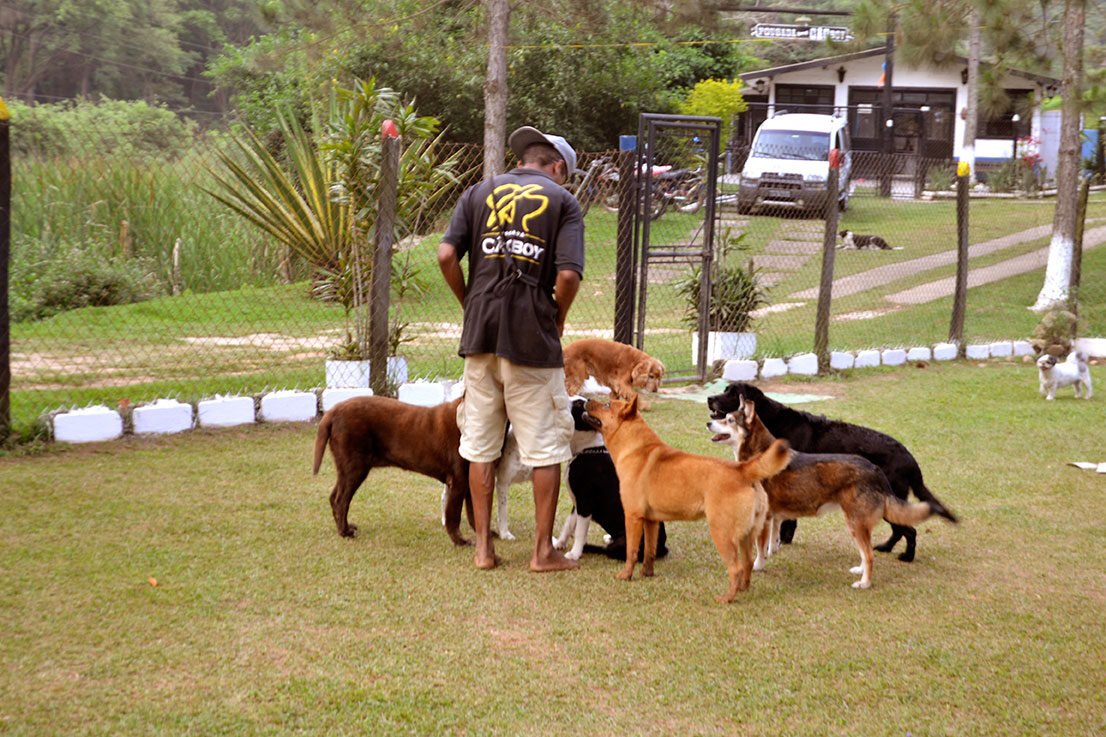 hotel para cachorro itu sp 31