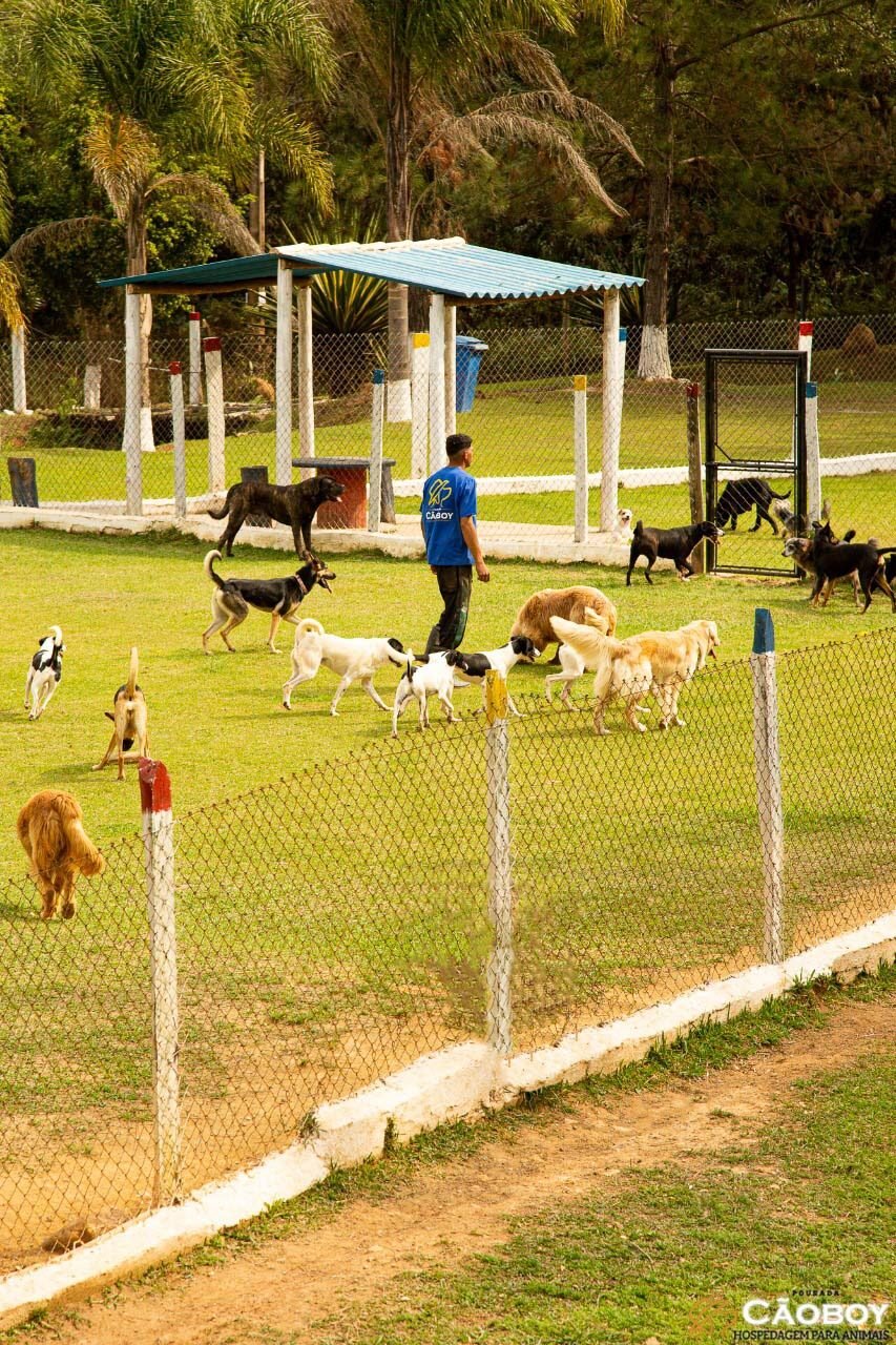 hotel para cachorro itu sp 54