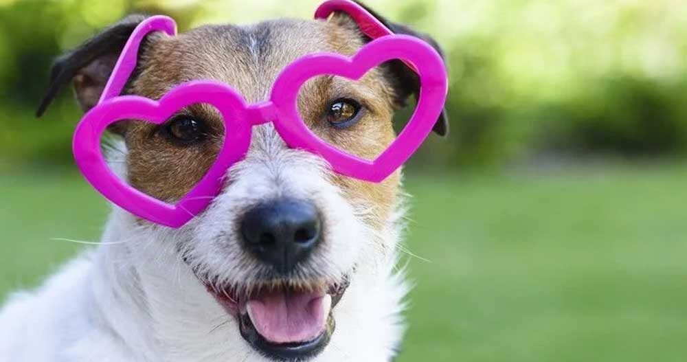 Blog- Hotel para cachorro em São Paulo 13 hotel para cachorro na zona leste - sp