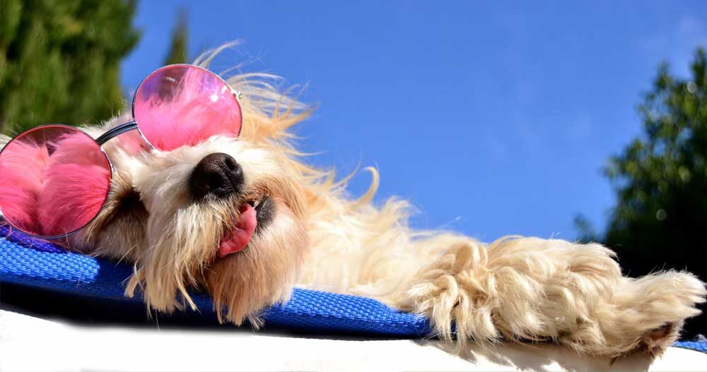 Blog- Hotel para cachorro em São Paulo 15 hotel-para-cachorro-na-zona-norte-sp-g