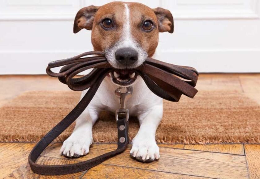 Hotel para cachorro em Santana de Parnaíba - SP