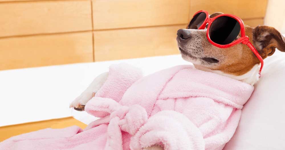 Blog- Hotel para cachorro em São Paulo 11 hotel-para-cachorro-na-zona-sul-sp-g