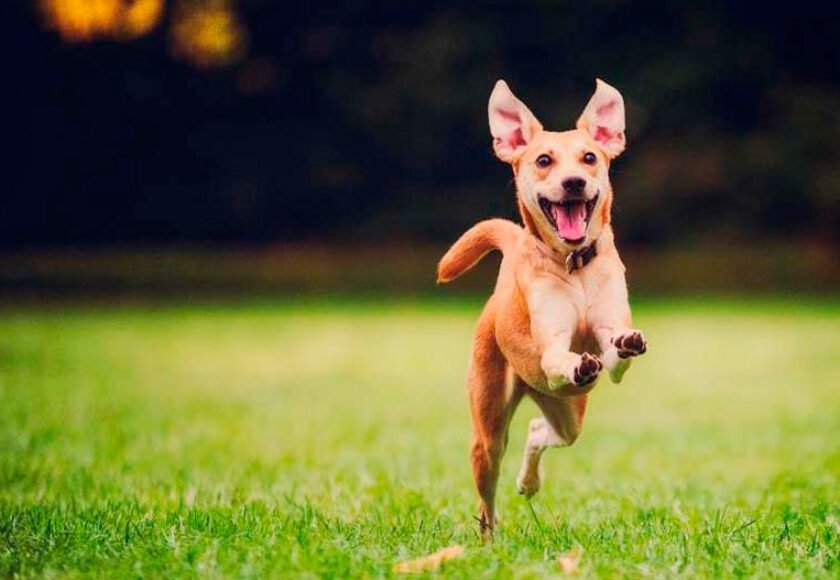 Hotel para cachorro no bairro Centro em Itu - SP