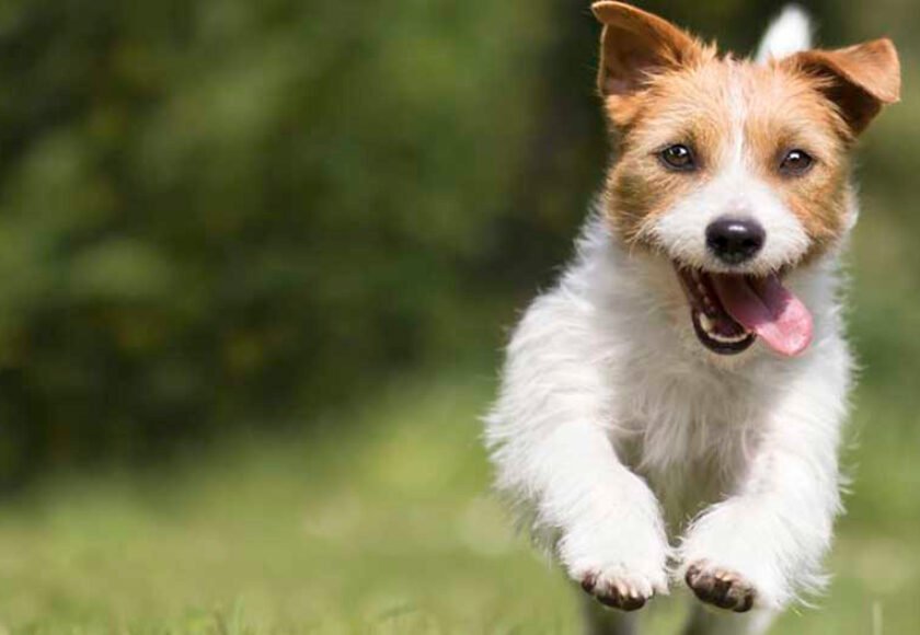 Hotel para cachorro no bairro Chácara Carolina em Itu - SP