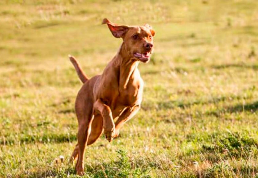 Hotel para cachorro no bairro Chácara Flórida em Itu - SP