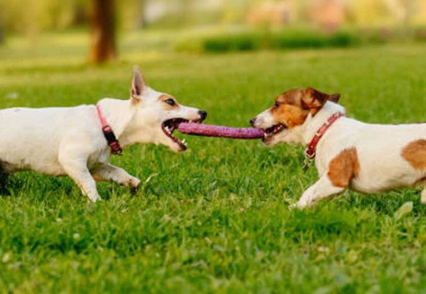 Hotel para cachorro no bairro Parque Continental em Osasco - SP Pousad