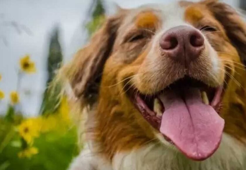 Hotel para cachorro no bairro Vila Yara em Osasco - SP