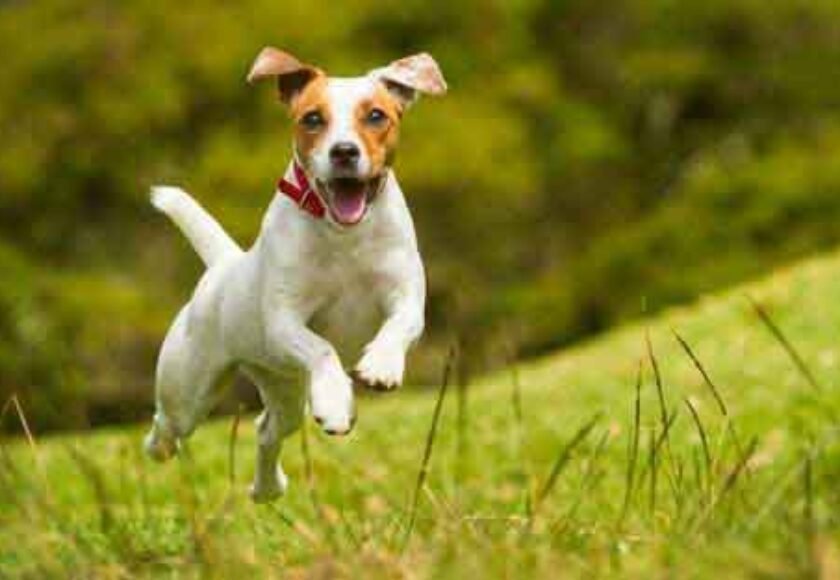 Hotel para cachorro no Condomínio Genesis 2 em Santana de Parnaíba - SP